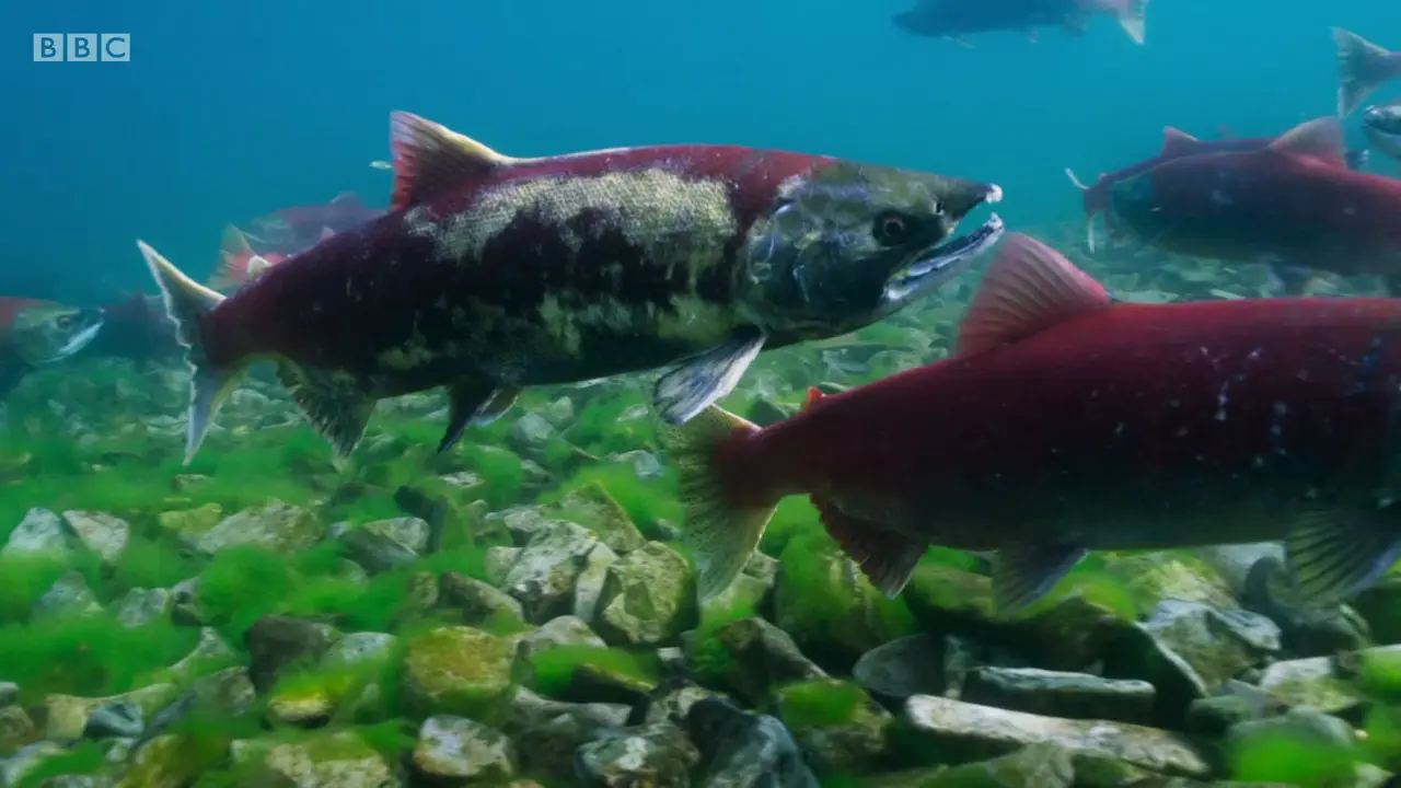 Sockeye salmon (Oncorhynchus nerka) as shown in The Mating Game - Freshwater: Timing is Everything